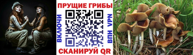 Псилоцибиновые грибы Psilocybe  Купить  Курильск 